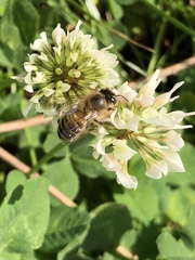 Apis cerana