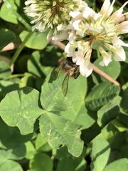 Apis cerana