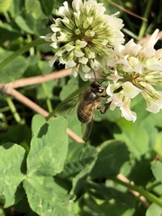 Apis cerana