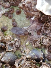 Melanderia mandibulata