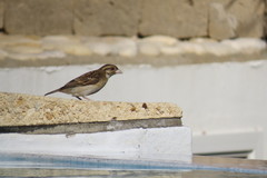 Ploceus sakalava