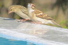Ploceus sakalava