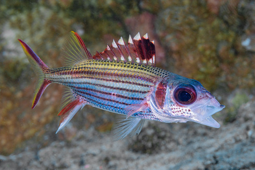 Armed squirrel-fish (Neoniphon sammara) — Holocentridae — 5