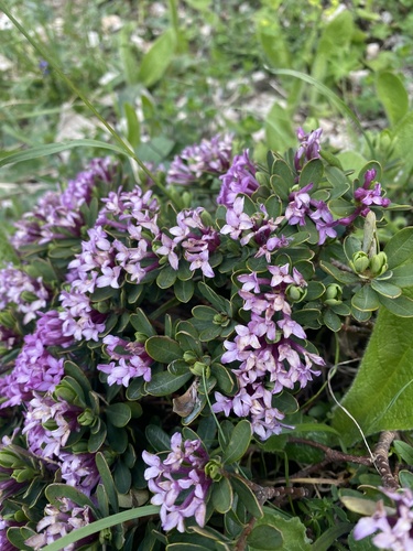 Daphne pseudosericea