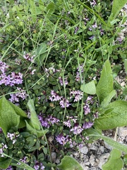 Daphne pseudosericea, photograph Илья Руденко, CC BY, iNaturalist via GBIF