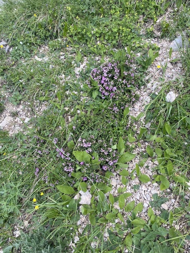 Daphne pseudosericea, photograph 2