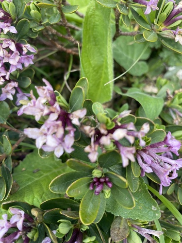 Daphne pseudosericea, photograph 3