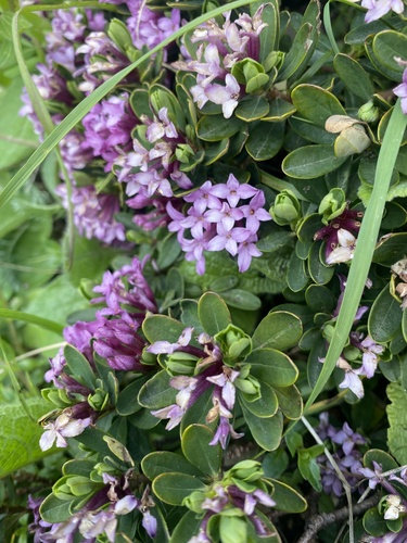 Daphne pseudosericea, photograph 4