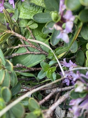 Daphne pseudosericea, photograph Илья Руденко, CC BY, iNaturalist via GBIF