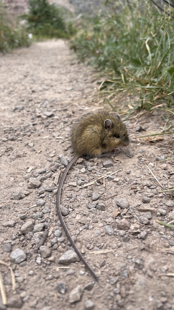 Meadow Jumping Mouse from Cunningham Gulch, CO, US on September 3, 2023 ...