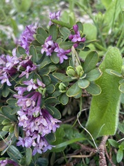 Daphne pseudosericea, photograph Илья Руденко, CC BY, iNaturalist via GBIF