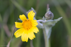 Monolopia lanceolata