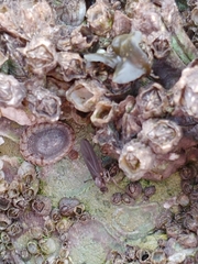 Melanderia mandibulata