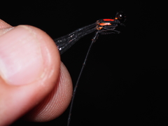Nososticta impercepta