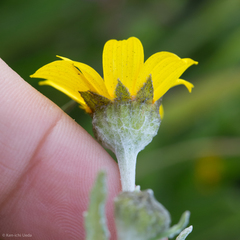 Monolopia lanceolata