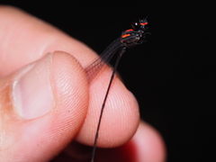 Nososticta impercepta