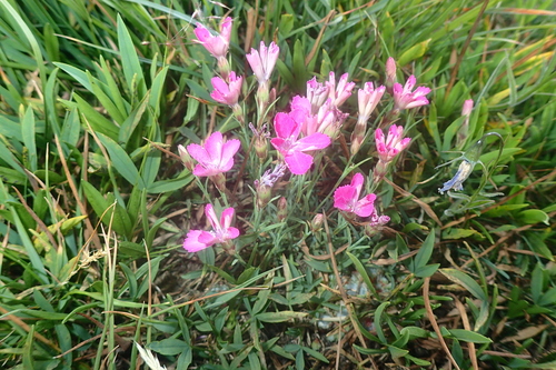 Image of Dianthus pavonius by (c) Julien Renoult, some rights reserved (CC BY)