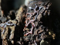 Willkommlangea reticulata