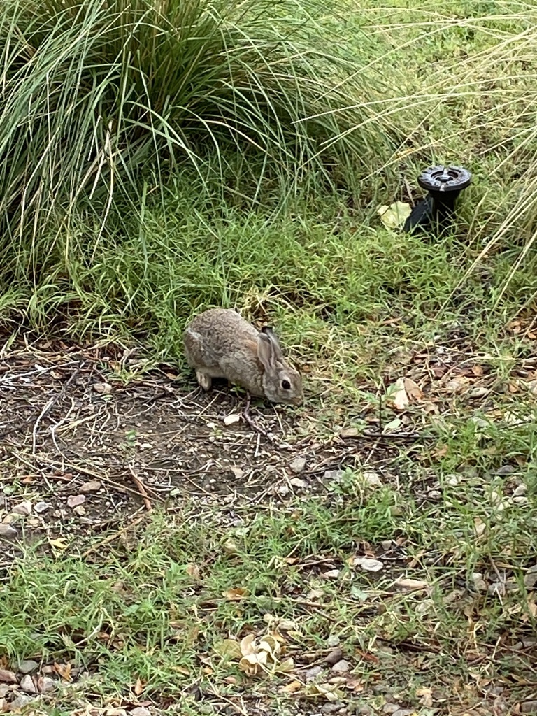 Cottontail Rabbits from The University of New Mexico, Albuquerque, NM