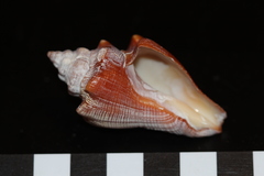 Volegalea cochlidium