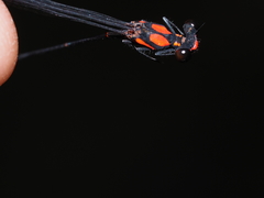 Nososticta impercepta