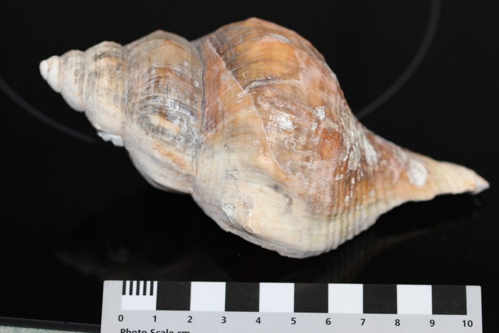 Saginafusus