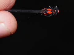 Nososticta impercepta
