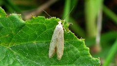 Blastobasis lacticolella