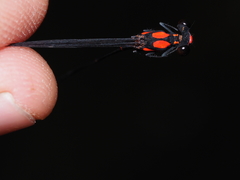 Nososticta impercepta