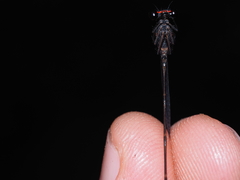 Nososticta impercepta