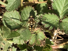 Syrphidae