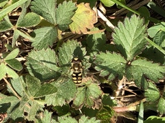 Syrphidae