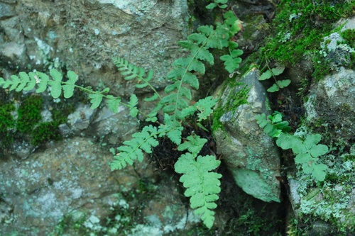 Woodsia subcordata iNat (2)