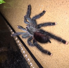 Avicularia avicularia