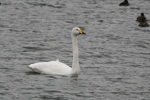 Cisne cantor (Cygnus cygnus)
