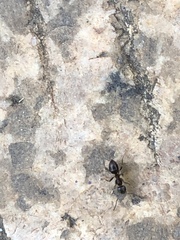 Formicidae