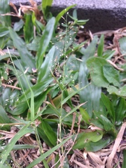 Eragrostis amabilis