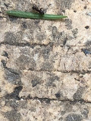 Formicidae