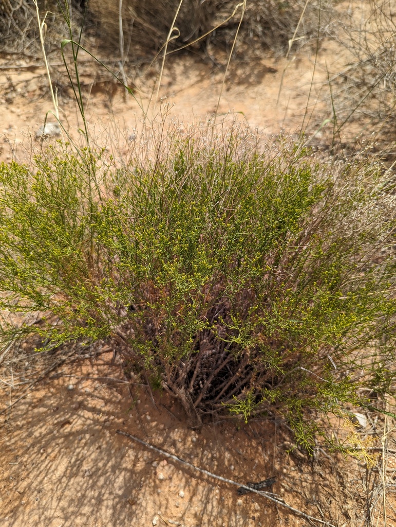 Broom Snakeweed from Hudspeth County, TX, USA on September 13, 2023 at ...