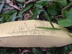 Eragrostis amabilis