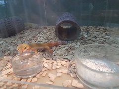 Eublepharis macularius