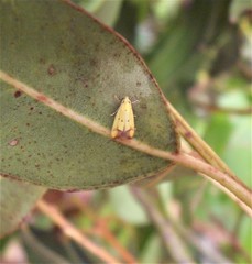 Gymnobathra flavidella