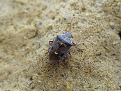 Cermatulus nasalis nasalis