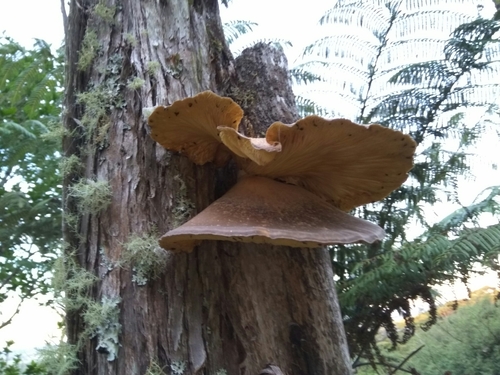 Pleurotus australis image