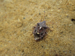 Cermatulus nasalis nasalis