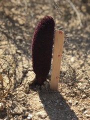 Cynomorium coccineum