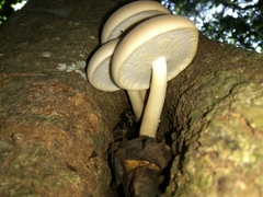 Cyclocybe parasitica