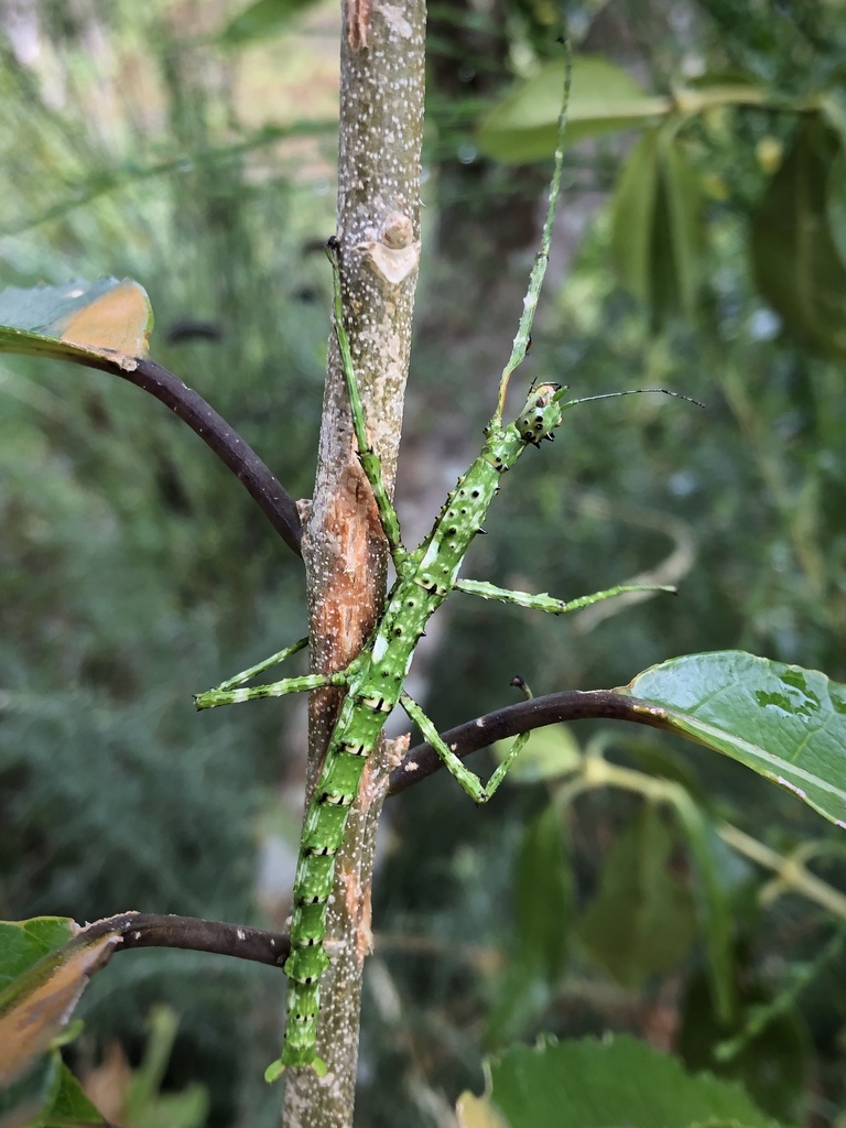 Pickwick Insect Prickly Stick Insect from Blumine Island, Snake Point, Marlborough, NZ ...