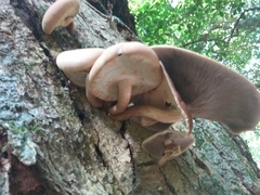 Cyclocybe parasitica