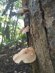 Cyclocybe parasitica
